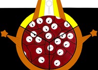 Symbol nr. 24