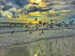 Flock of birds flying