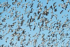 Birds