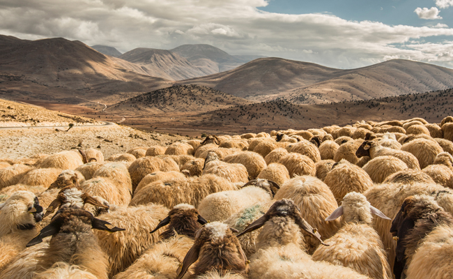 sheeps